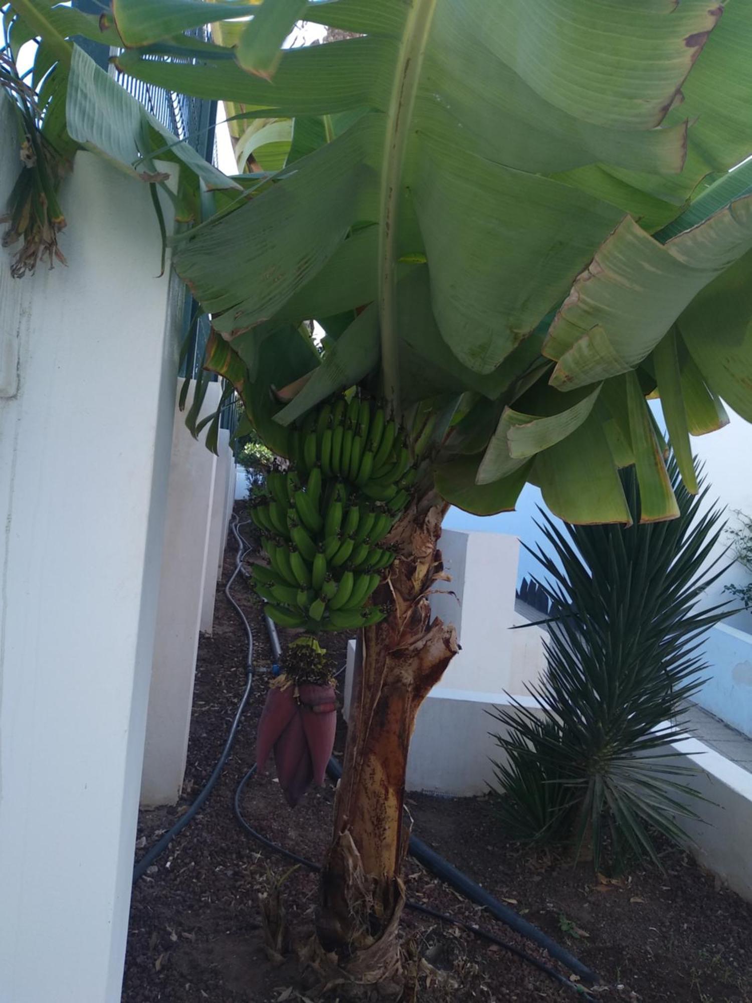 Apartamento Ama Tenerife Grande Terraza Arona  Exterior photo